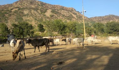 गौशालाओं में छाया चारे पानी का संकट