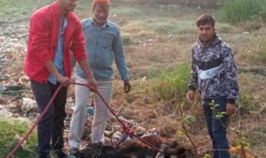 हरसौली रोड पर बारादरी के पास जमा दलदल में फस रहे गौवंश, पालिका की उदासीनता आई सामने