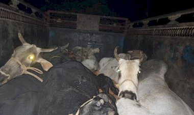 गौतस्करों पर भारी पड़ा कोटकासिम पुलिस का शिकंजा, गौवंश सहित पिकअप पकड़ी, तस्कर हुए फरार