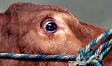 गौहत्या की सूचना पर छपरा पहूँची पुलिस ने पहाड की खान से 19 गौवंश को कराया मुक्त, एक गाय की हत्या के अवशेष बरामद, गौतस्कर फरार