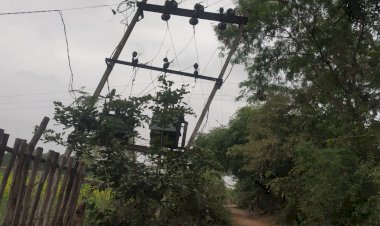 लावारिस मवेशियों को आए दिन लग रहे कंरट के झटके, अधिकारियों का ध्यान केवल वसूली पर