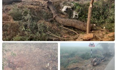 हरे पेड़ों पर कटाई के लिए चल रहा आरा, जिम्मेदार बेखबर