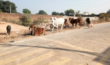 आंखों में आंसू, शीतलहर में कठोर तपस्या, कब तक होगी बेजुबान गौवंशो की अग्नि परीक्षा