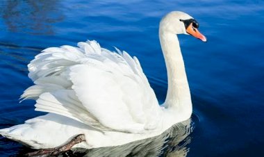 पालड़ी में घायल मिला राजहंस, नर्सरी में की जा रही देखभाल