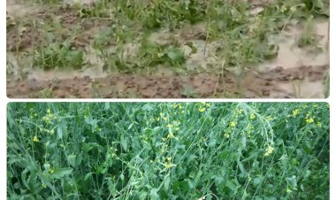 फसल खराबे से आहत किसान आकाशीय टंकी पर चढे,विधायक वाजिब अली के मुआवजा दिलाये जाने के ठोस आश्वासन के बाद नीचे उतरे