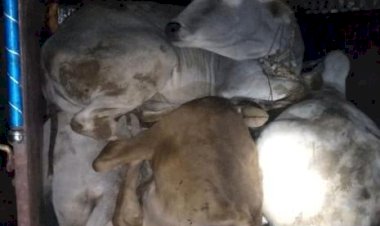 तिजारा पुलिस ने 5 गोवंश कराए मुक्त गौतस्कर भागने में सफल