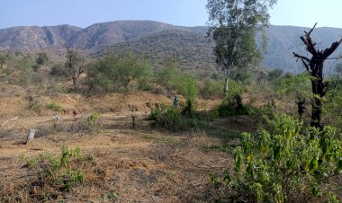 पौधों की कटाई जोरों पर वन कर्मचारी नदारद