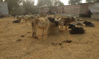 गौशालाओं में बना चारे का अभाव, सरकार से नहीं मिल रहा अनुदान