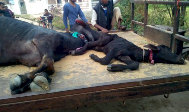 पशुओं में अज्ञात बीमारी से पशुपालकों में हलचल, कई पशुओं ने तोडा दम