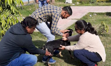 स्ट्रीट डॉग्स टीकाकरण शिविर का हुआ आयोजन