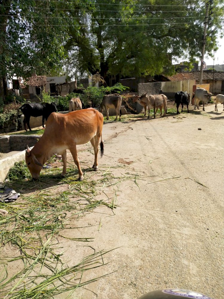 ग्रामीण क्षेत्र में निर्जला एकादशी के पर्व पर निराश्रित पशुओं को चारा डाल कर दान पुण्य किया