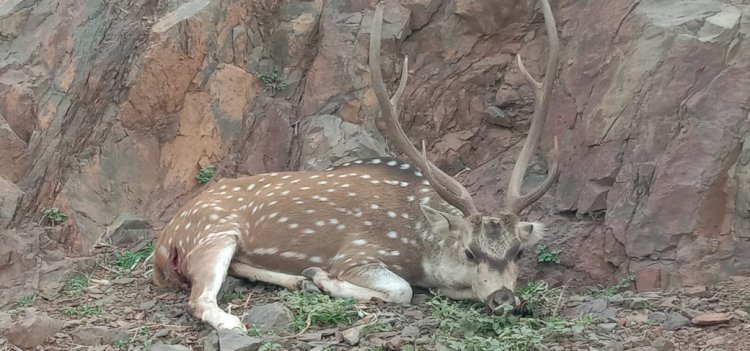 कुत्तों ने सरिस्का वन क्षेत्र से भटके हिरण को किया घायल हुई  मौत