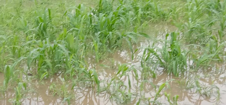 सकट क्षेत्र में एक घंटा जमकर बरसी बारिश, फसलों को मिला जीवनदान