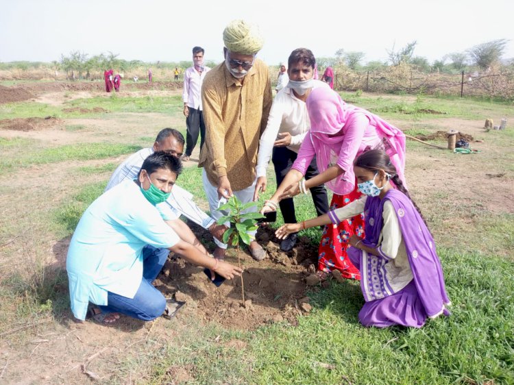 वृक्षारोपण कार्यक्रम मे सालरिया मे 300 पौधे लगवाये