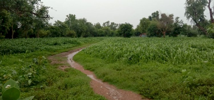 सकट क्षेत्र जमकर बरसी बारिश, फसलों को मिला जीवनदान