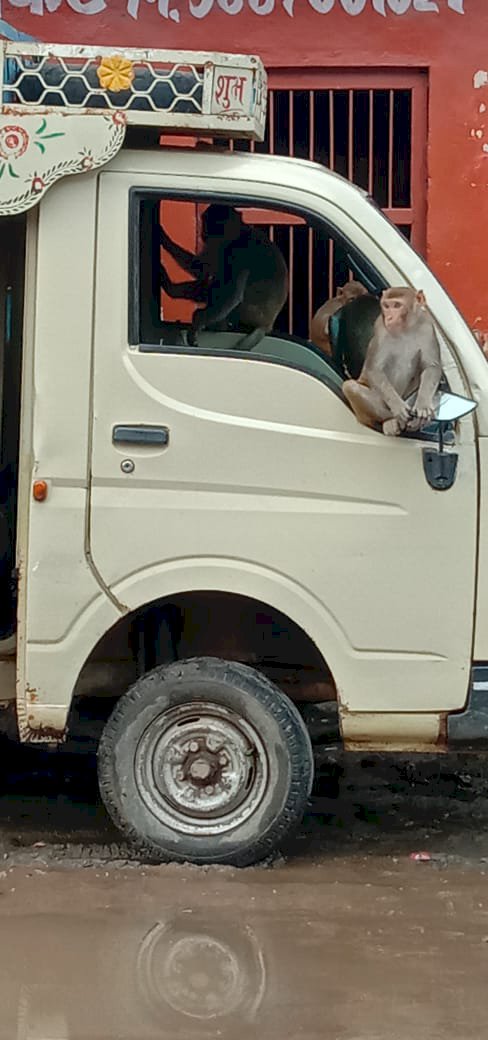 बंदरों के आतंक से ग्रामीण परेशान