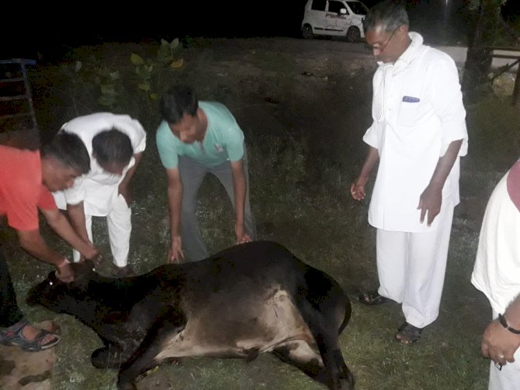उपनगर पुर संघर्ष सेवा समिति के पदाधिकारियों  ने बचाई गाय की जान