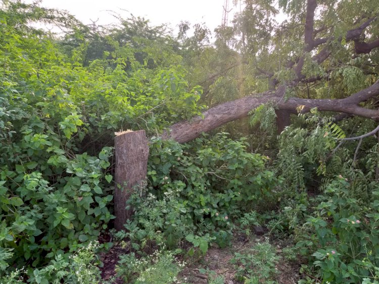 सुमंगल सेवा संस्थान ने की पेड की कटाई करने वालो पर कानूनी कार्यवाही की मांग